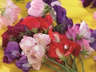 Горошек душистый (Villa Roma)