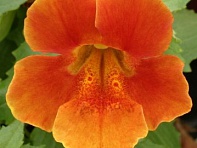 Губастик гибридный (Maximus F1)