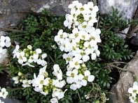 Гутчинзия альпийская (Crystal Carpet)