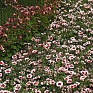 Гвоздика китайская (Dianthus chinensis)