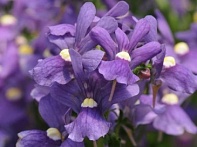 Немезия лазоревая