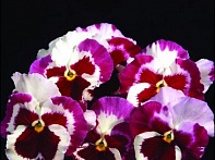 Виола Виттрока