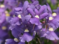 Немезия лазоревая (Poetry)