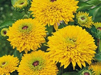 Рудбекия волосистая (Maya) Рудбекия волосистая (Maya)