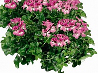 Пеларгония плющелистная ампельная