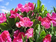 Горошек душистый (Villa Roma)