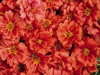 Портулак крупноцветковый (Sundial F1) Портулак крупноцветковый (Sundial F1)