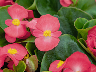 Бегония вечноцветущая (зеленая листва) (Super Cool F1)