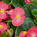 Бегония вечноцветущая (зеленая листва)