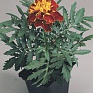 Бархатцы отклоненные (Tagetes patula)