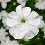 Петуния крупноцветковая (генетически компактная) (Petunia grandiflora)
