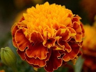 Бархатцы отклоненные (Hot Pak)