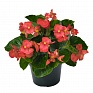 Бегония гибридная (зеленая листва) (Begonia benariensis)