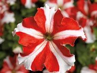 Петуния крупноцветковая (Tritunia F1)