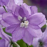 Дельфиниум высокий (Delphinium elatum)