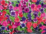 Петуния крупноцветковая (генетически компактная) (Limbo GP F1)