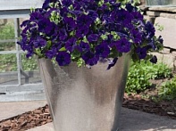 Петуния ампельная гибридная