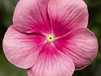 Катарантус розовый ампельный (Cora Cascade XDR F1)