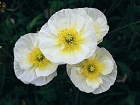 Мак голостебельный (Pulchinella)