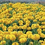Рудбекия волосистая (Rudbeckia hirta)