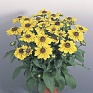Рудбекия волосистая (Rudbeckia hirta)