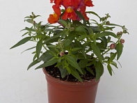 Львиный зев (Антирринум) большой (Crackle & Pop F1)