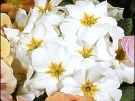 Примула полиантовая (многоцветковая) (Pacific)