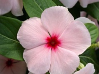 Катарантус розовый (Cobra F1)