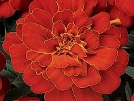 Бархатцы отклоненные (Durango)