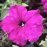 Петуния многоцветковая (Petunia multiflora)