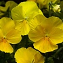 Виола Виттрока ампельная (Viola wittrockiana)