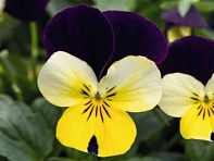 Виола рогатая (Admire F1) Виола рогатая (Admire F1)