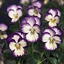 Виола рогатая (Viola cornuta) Виола рогатая (Viola cornuta)