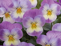 Виола рогатая (Floral Power F1)