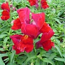 Львиный зев (Антирринум) большой (Antirrhinum majus)