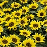 Подсолнечник летний (Helianthus annuus) Подсолнечник летний (Helianthus annuus)