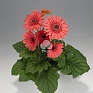 Гербера Джемсона (Gerbera jamesonii)