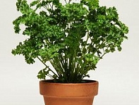 Петрушка кудрявая (Parsley)