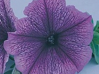 Петуния многоцветковая (Carpet F1)