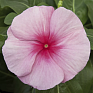 Катарантус розовый ампельный (Vinca rosea)