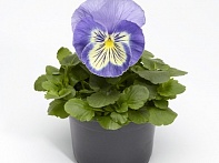 Виола Виттрока