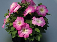 Петуния многоцветковая (генетически компактная) (Mambo GP F1)