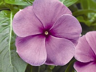 Катарантус розовый (SunStorm F1)