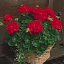 Герань (пеларгония садовая) (Pelargonium x hortorum)