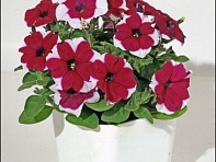 Петуния мелкоцветковая (Bella F1)