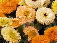Календула лекарственная (Bon Bon)