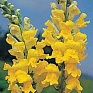 Львиный зев (Антирринум) большой (Antirrhinum majus)