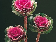 Декоративная капуста (Lucir F1)