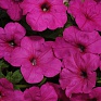 Петуния ампельная гибридная (Petunia х hybrida)