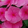 Катарантус розовый (Vinca rosea)